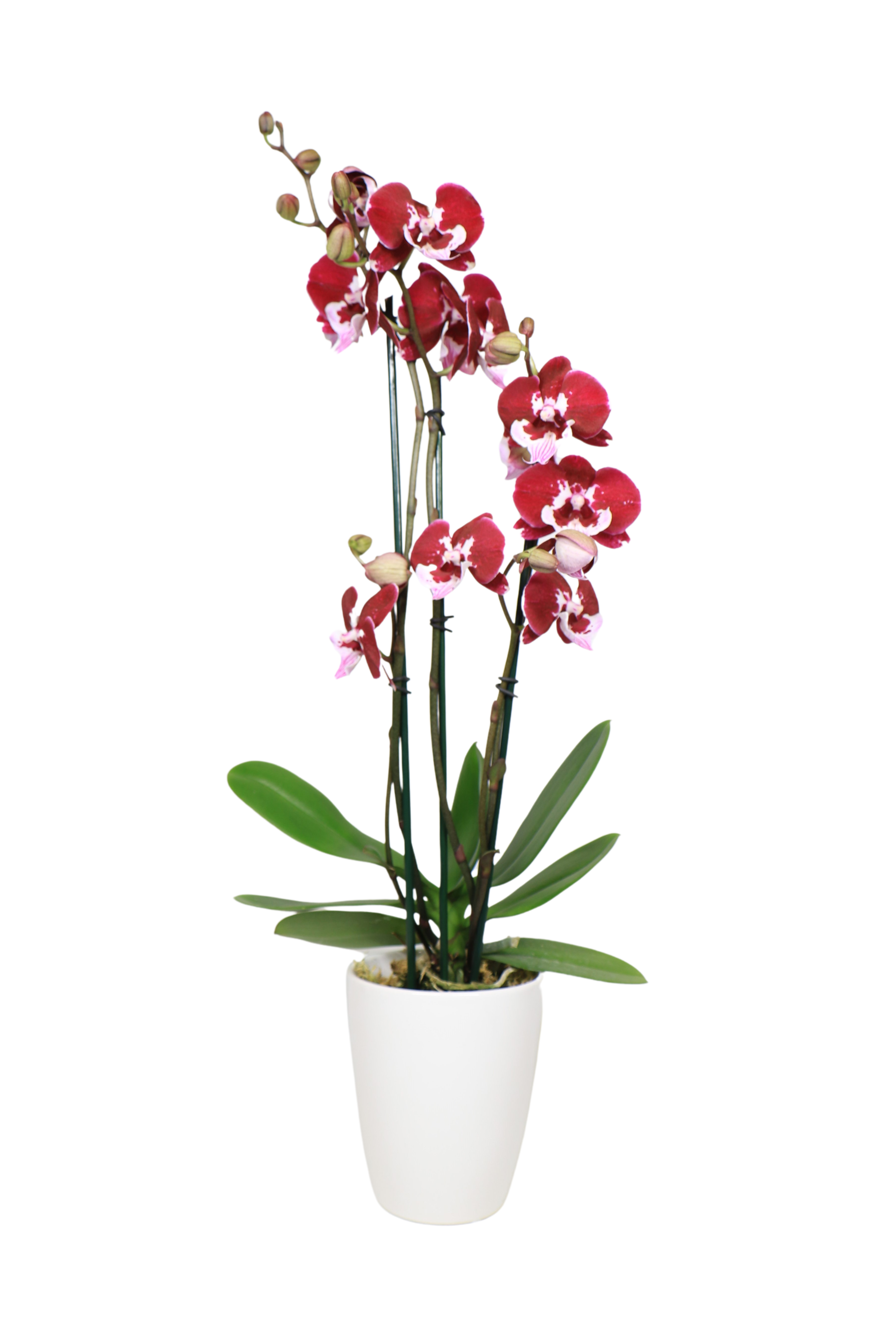 5" Assorted Phalaenopsis Orchid in Ceramic. 85