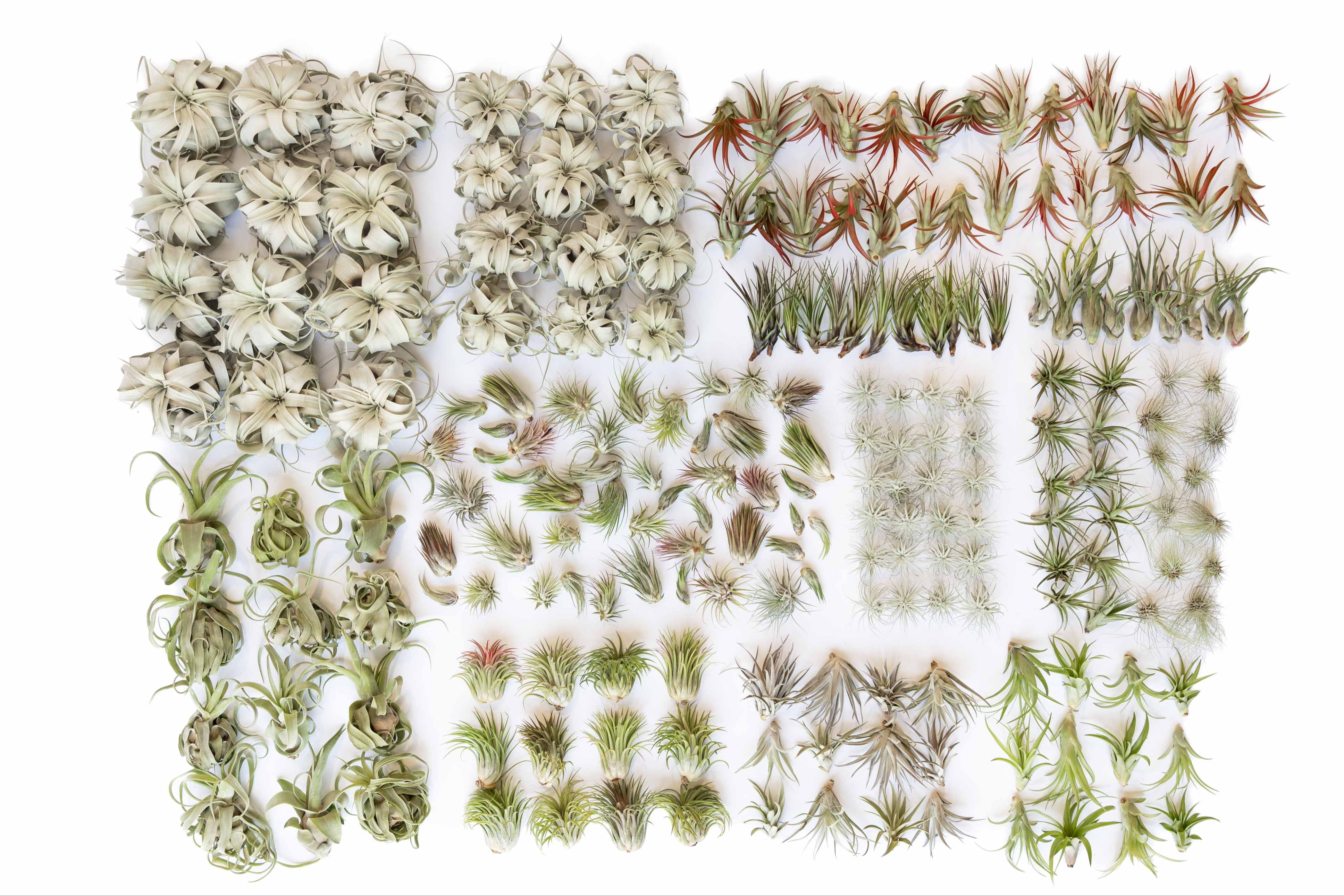 Best Selling Wholesale Tillandsia Air Plant Pack 87