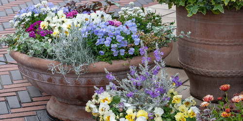 Session: Trendsetters in Bloom: New Plants Defining What’s Next in Horticulture 181