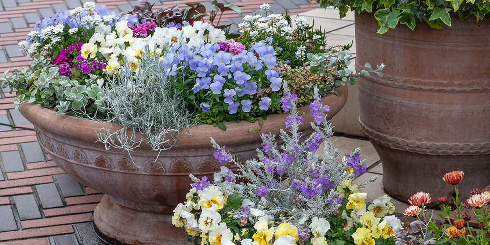 Session: Trendsetters in Bloom: New Plants Defining What’s Next in Horticulture 181
