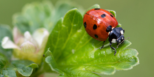 Session: Biological Balance: Evolving Pest Management for Healthier Interior Landscapes 183