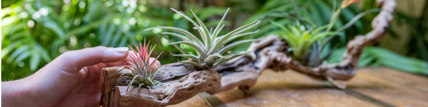 Air Plant Shop 369