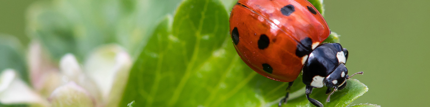 Suzanne Wainwright-Evans