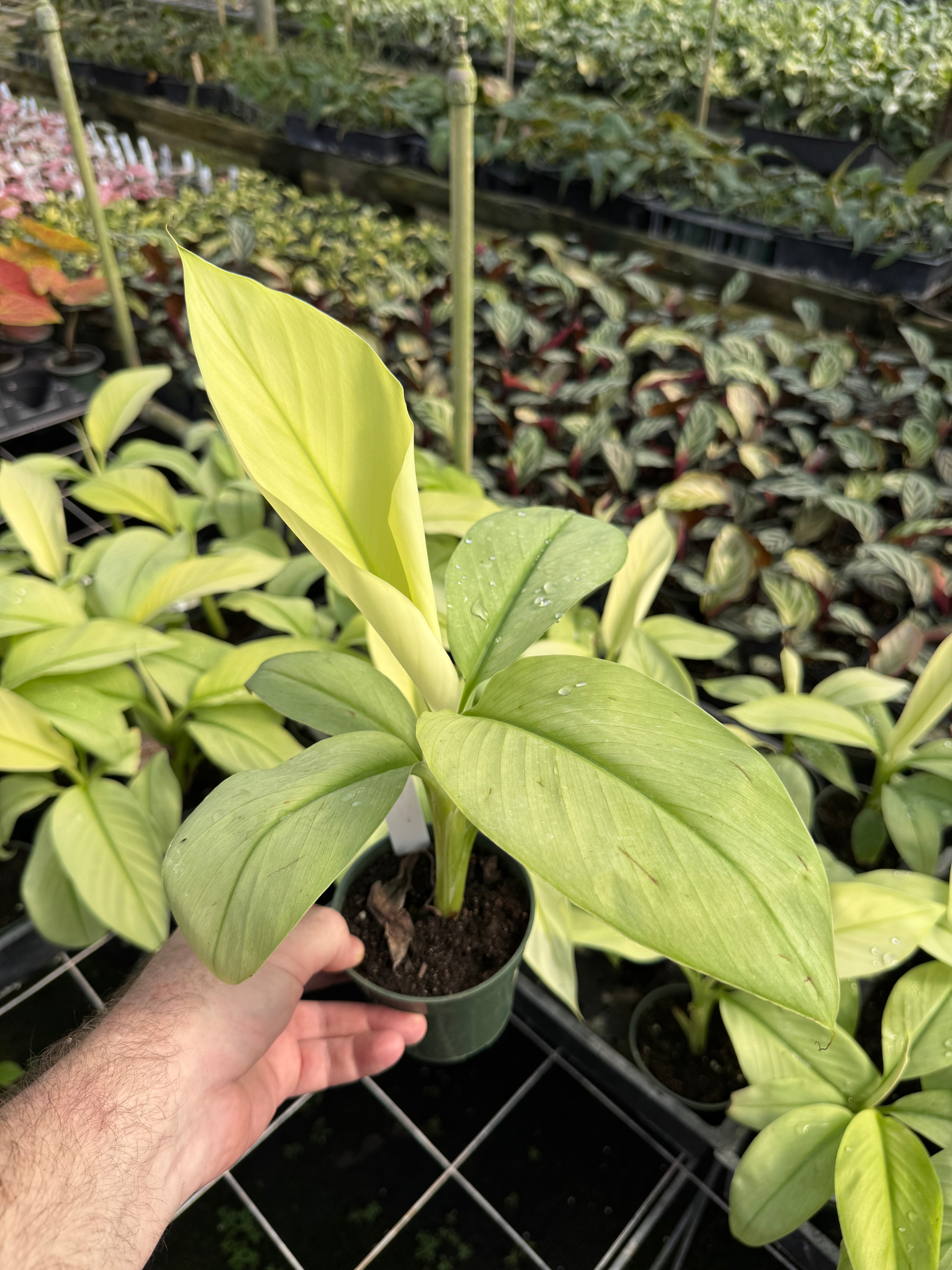 Musa 'Siam Pearl 105