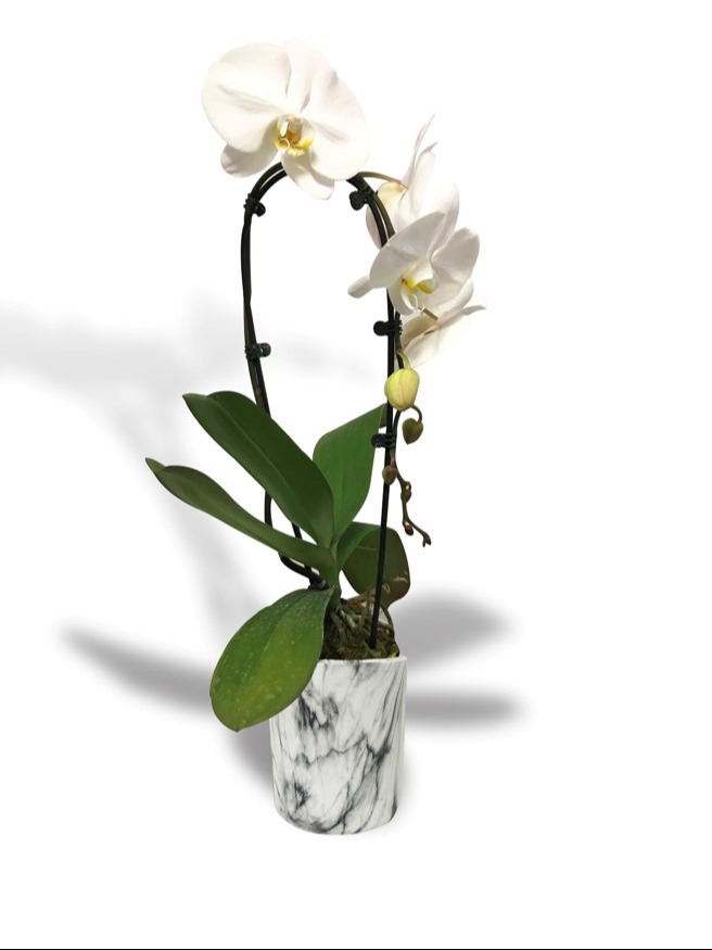 Phalaenopsis Orchids 112