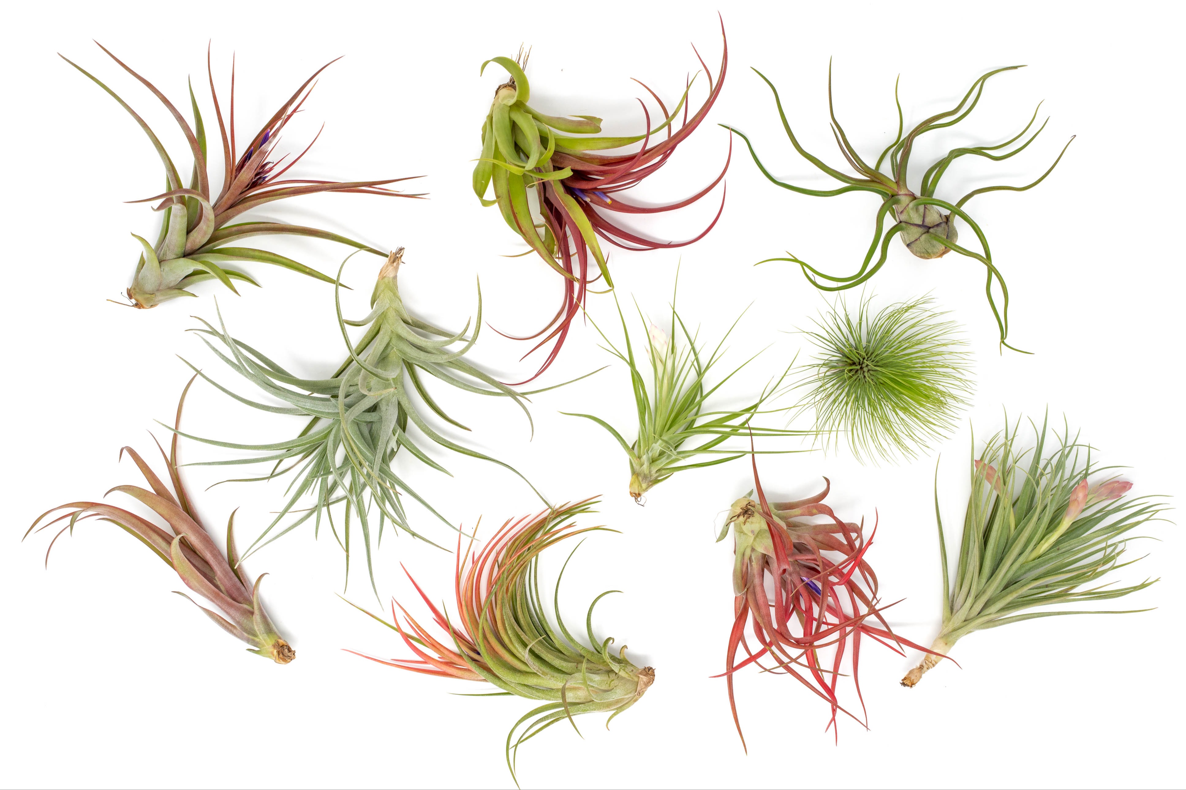 Wholesale: Extended Best Seller of 200+ Tillandsia 25