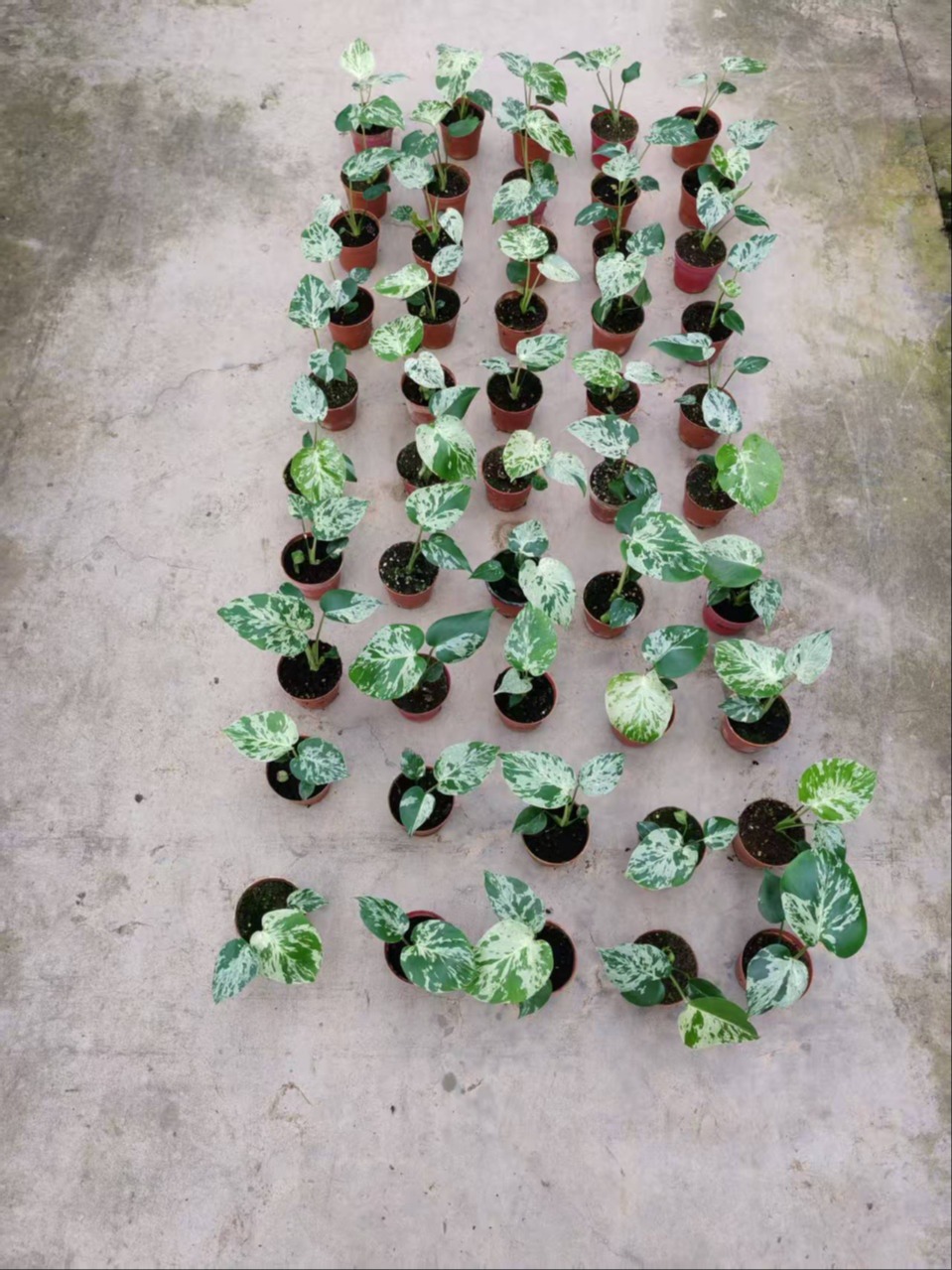 The most var-stable Monstera Bulbasaur 43