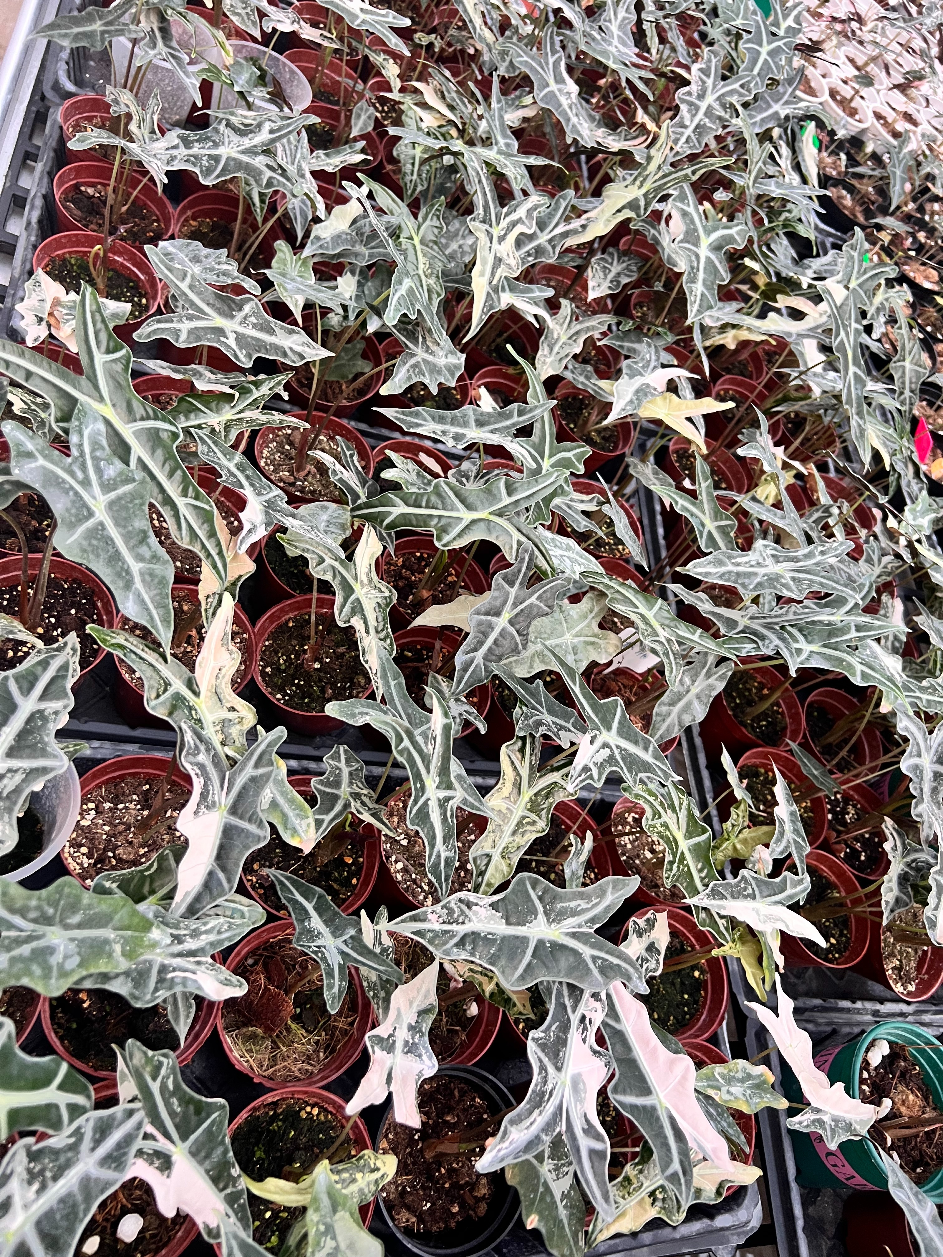 we only love stable variagation tropical plants 44