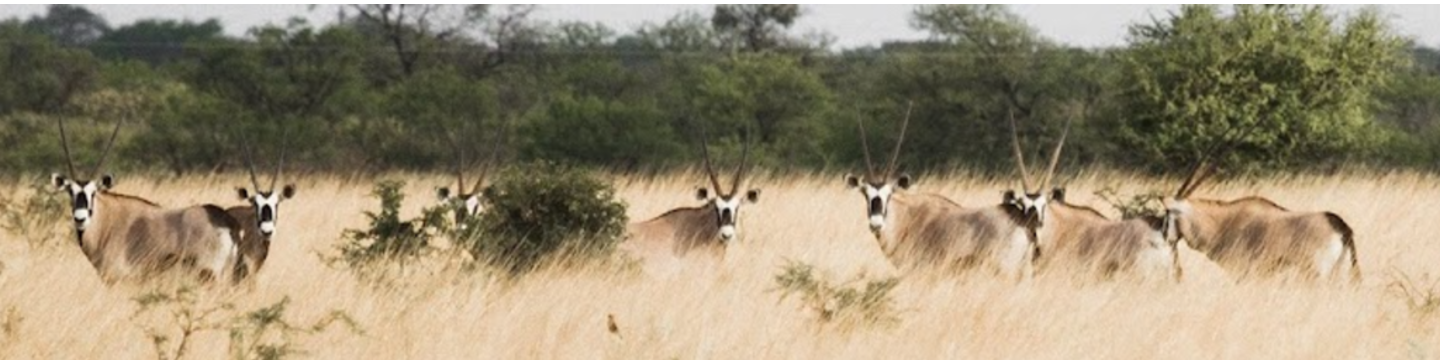 Avula Safaris 100