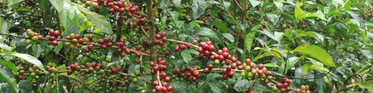 Ethiopia OCFCU : SCFCU : YCFCU  - Kaffee Pura 450